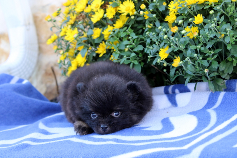 puppy, for, sale, Pomeranian, Matthew B. Stoltzfus, dog, breeder, Gap, PA, dog-breeder, puppy-for-sale, forsale, nearby, find, puppyfind, locator, puppylocator, aca